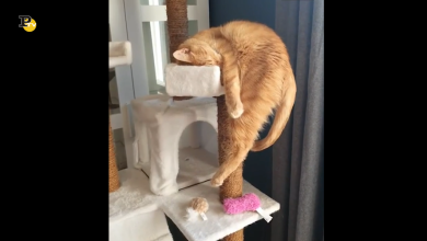 Quando trovi la posizione perfetta per dormire