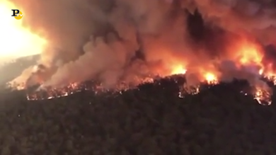 Incendi in Australia: centinaia di koala e canguri morti in strada