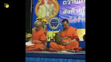 Il gatto biricchino mette a dura prova la pazienza del monaco buddista