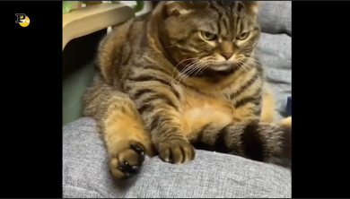 Chi ha fatto arrabbiare il micio di casa?