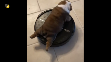 Piccoli supereroi alla riscossa!