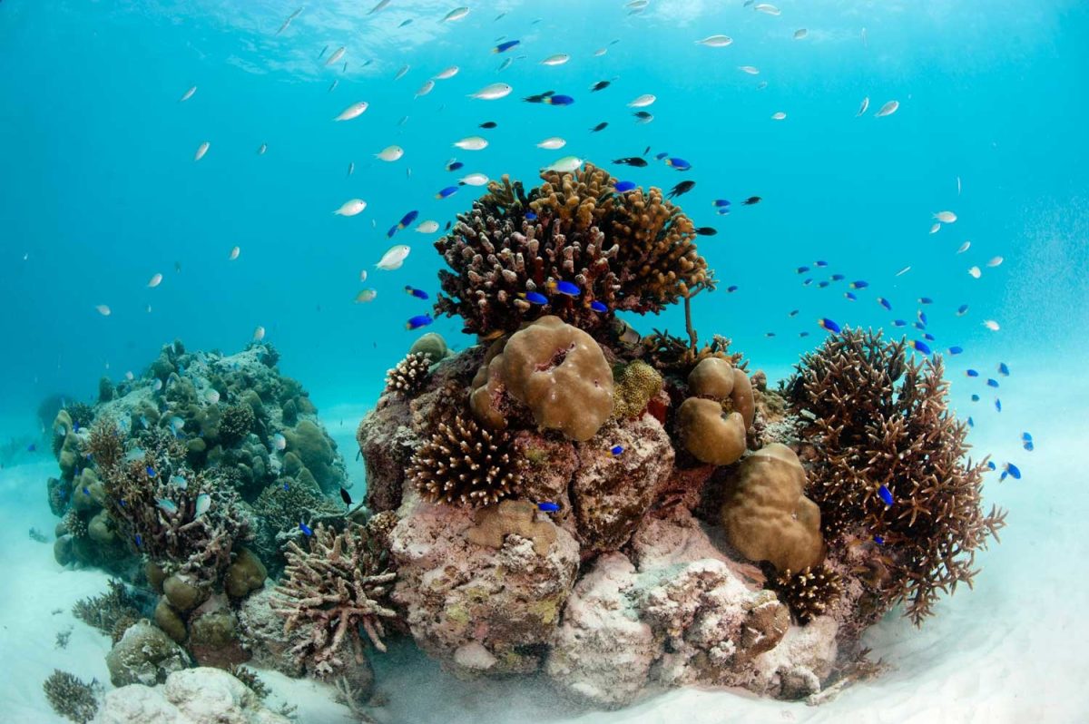 Galleria foto 'Seychelles, il paradiso è ecosostenibile. Cosa vedere' - foto 2