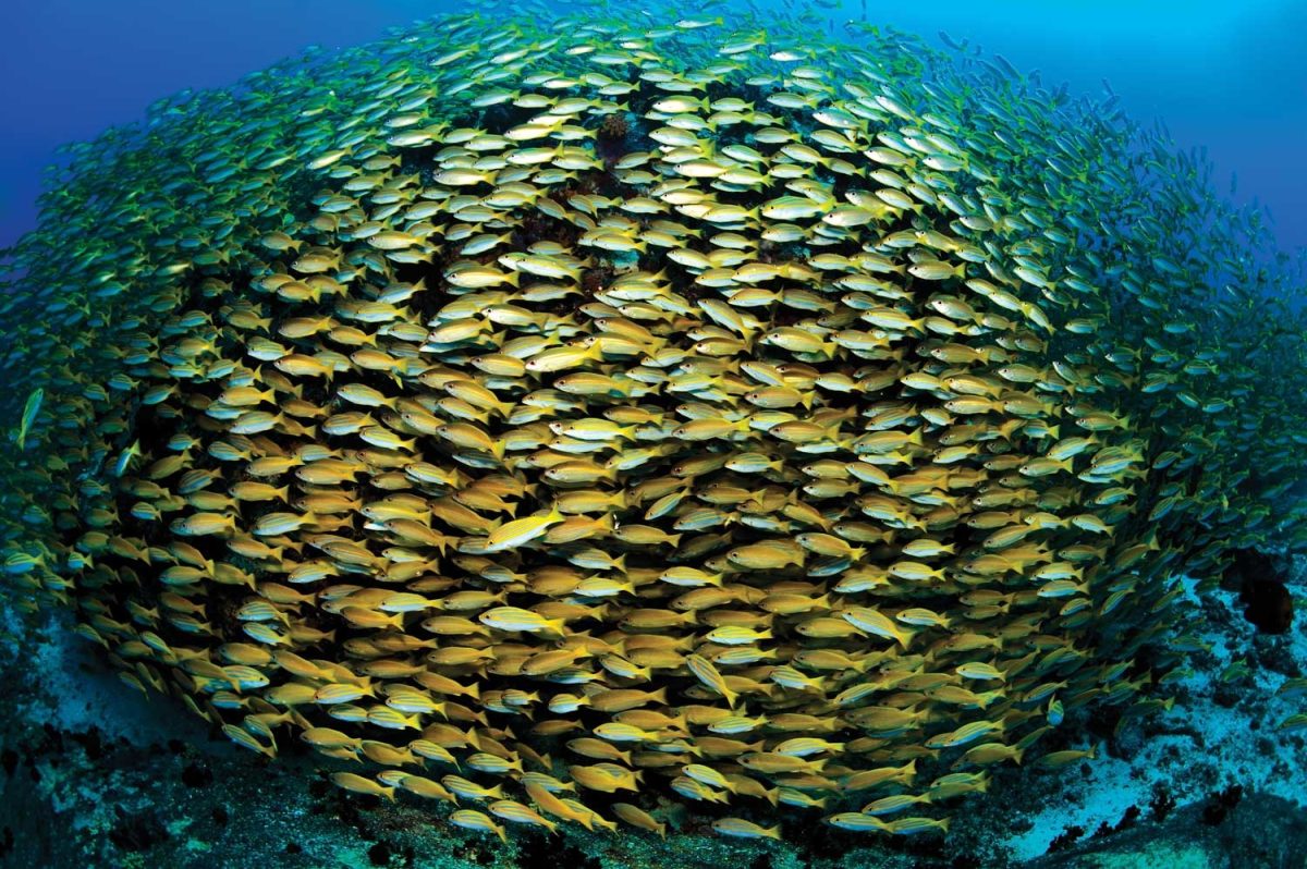 Galleria foto 'Seychelles, il paradiso è ecosostenibile. Cosa vedere' - foto 3