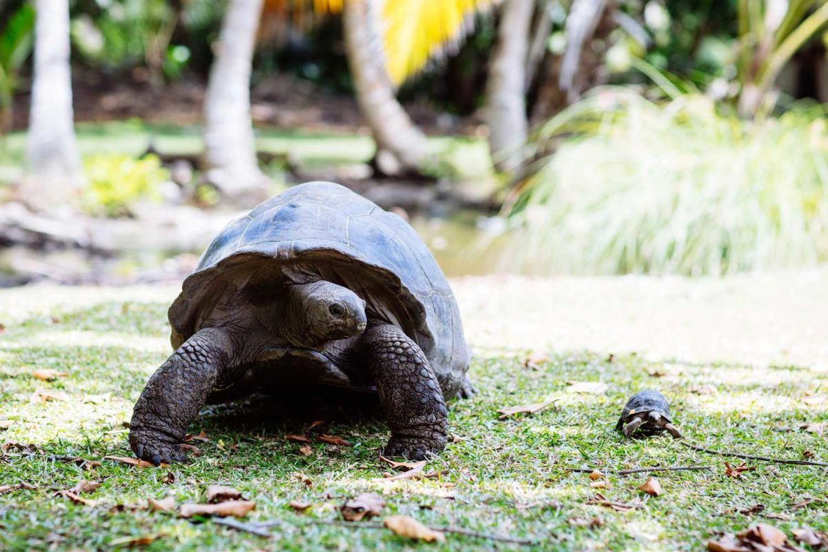 Seychelles, il paradiso è ecosostenibile. Cosa vedere Seychelles, il paradiso è ecosostenibile. Cosa vedere