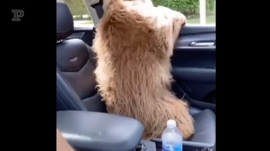 Portare il cane a fare un giretto