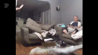 Il cane combina un bel guaio