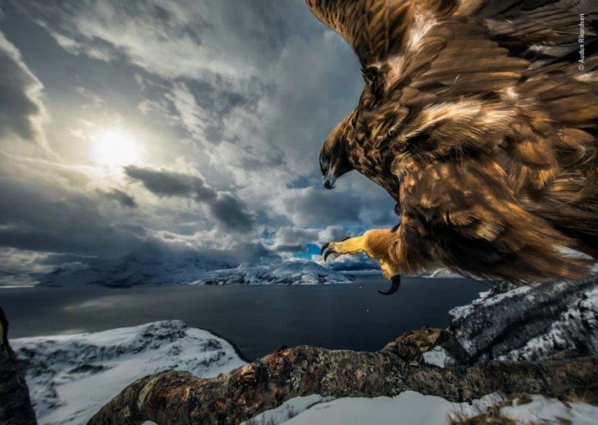 Galleria foto 'Wildlife Photographer of the Year' - foto 13
