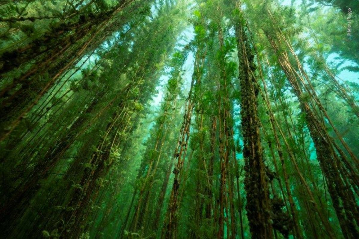 Galleria foto 'Wildlife Photographer of the Year' - foto 12