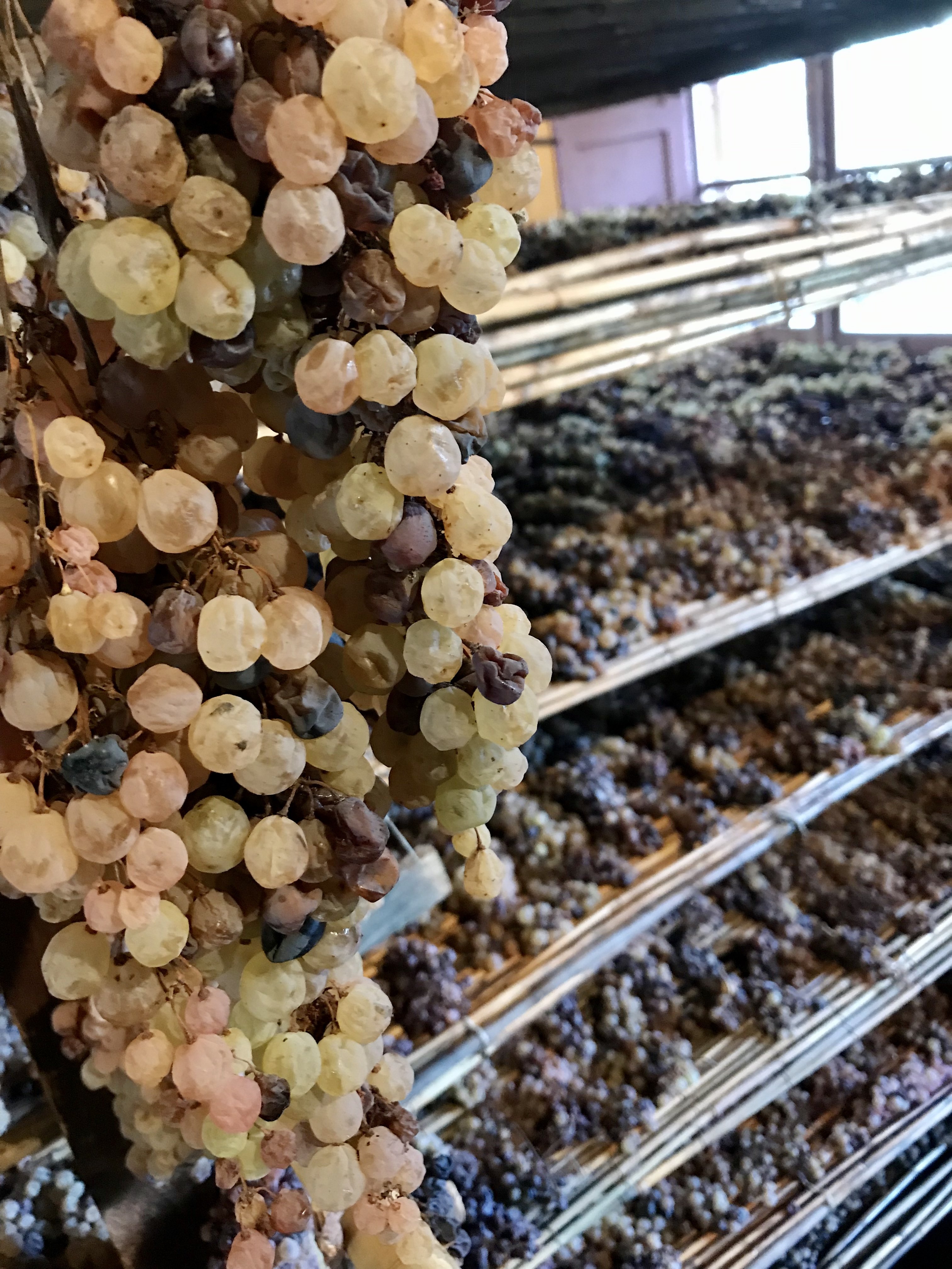 Vin Santo, un’eccellenza senese tra storia e cultura Vin Santo, un’eccellenza senese tra storia e cultura