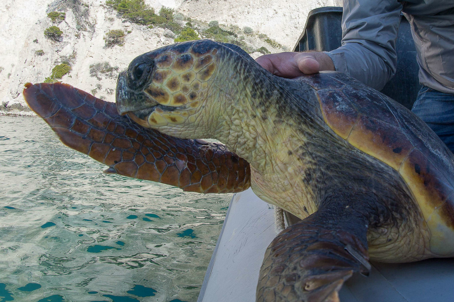 Quando la bolletta di luce e gas aiuta l’ambiente