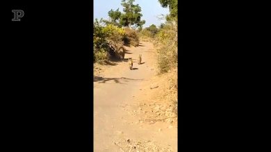 Quando gli animali sono più civili degli uomini