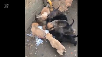 Il momento della pappa