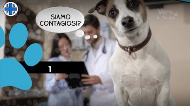 Vero o falso? Le bufale e le verità sugli animali ai tempi del Coronavirus