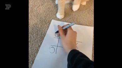 Un compagno di gioco poco sportivo