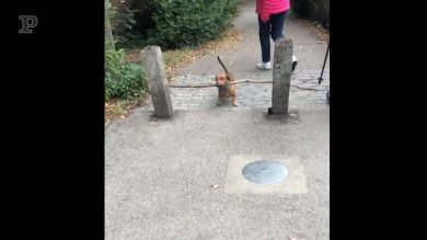 Chi la dura la vince