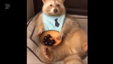 Come passiamo la quarantena