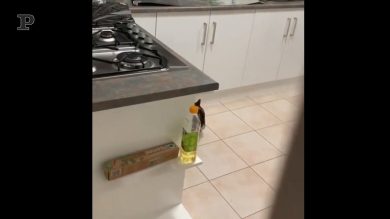 Che spavento povero micio!