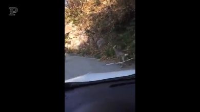 La lotta di due caprioli sulla strada per Nembro