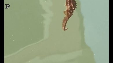 Un cavalluccio marino nei canali di Venezia