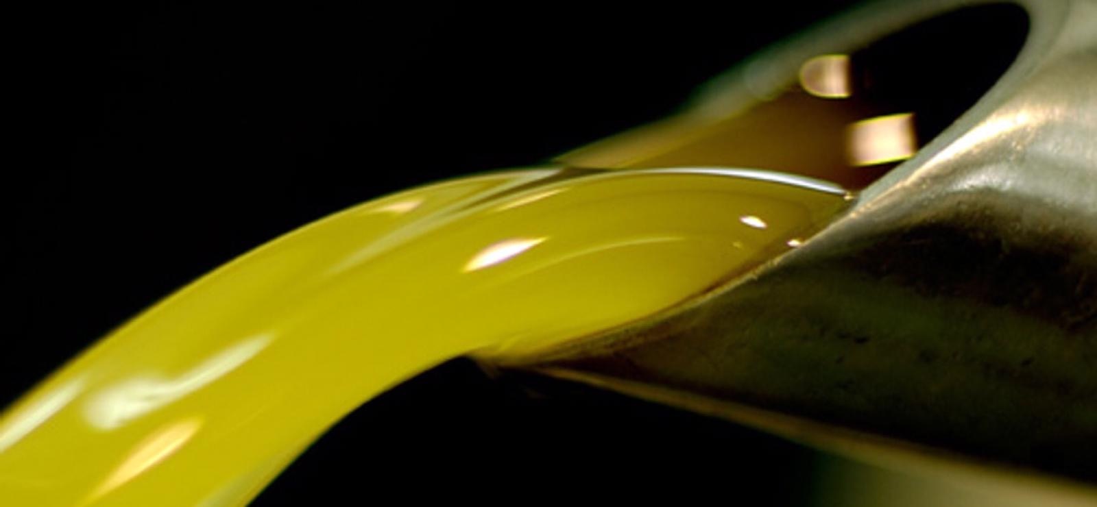 L’Olio della Toscana, l’oro liquido di una terra unica L’Olio della Toscana, l’oro liquido di una terra unica