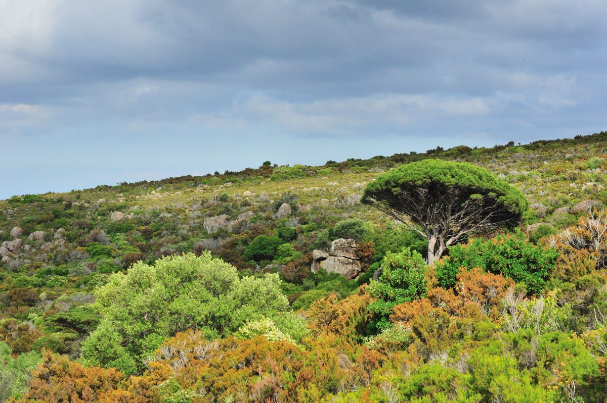 Capraia, quest’anno sarà l’isola senza estate