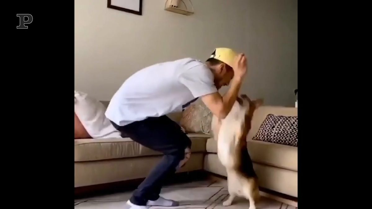 Quando il cucciolo di cane è più morbido di un peluche