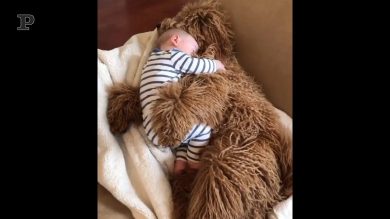 Quando il cucciolo di cane è più morbido di un peluche