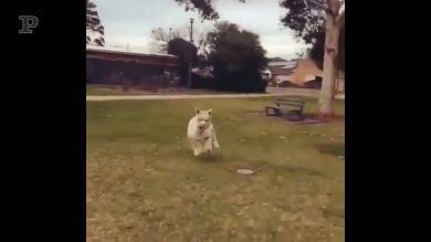 Fine della quarantena? Ecco come reagirà l’alpaca