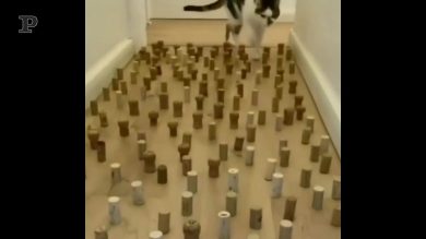 Quando il gatto di casa… è uno 007