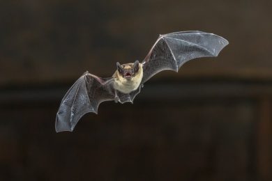 Coronavirus: tutto è nato da un pipistrello. I segreti di un animale che non si ammala