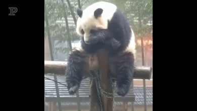 La quarantena? Ecco come reagisce il panda