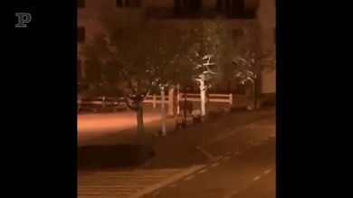 Un orso approfitta dell’isolamento… e va a spasso per il paese