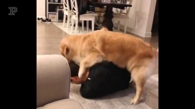 Allenarsi in casa con il cane? E’ possibile.. o forse no