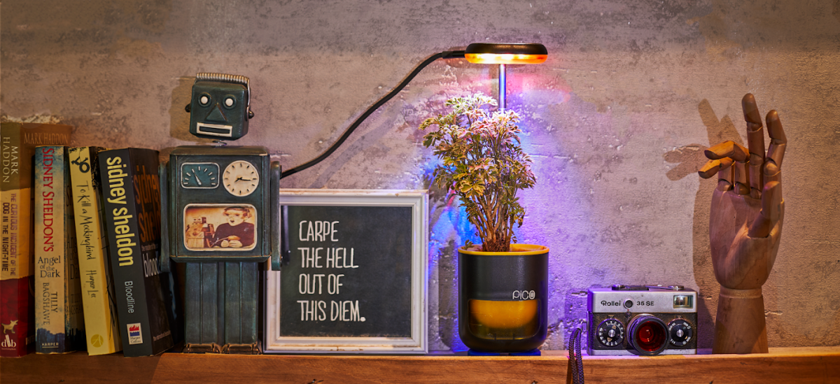 Galleria foto 'Orto in casa, avere la propria frutta e verdura' - foto 2