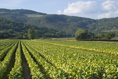 British American Tobacco investe sul tabacco italiano