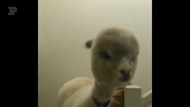 Quando il cucciolo di casa… è un alpaca