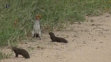 Il divertente scherzo delle manguste