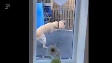 Un nuovo gioco per fido