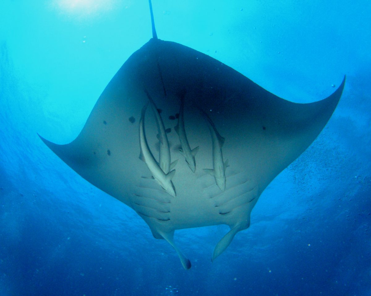 Galleria foto 'Maldive, come sarà il «paradiso» post Covid-19' - foto 7