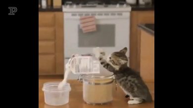 L’unione fa la forza, lo sanno anche i gattini