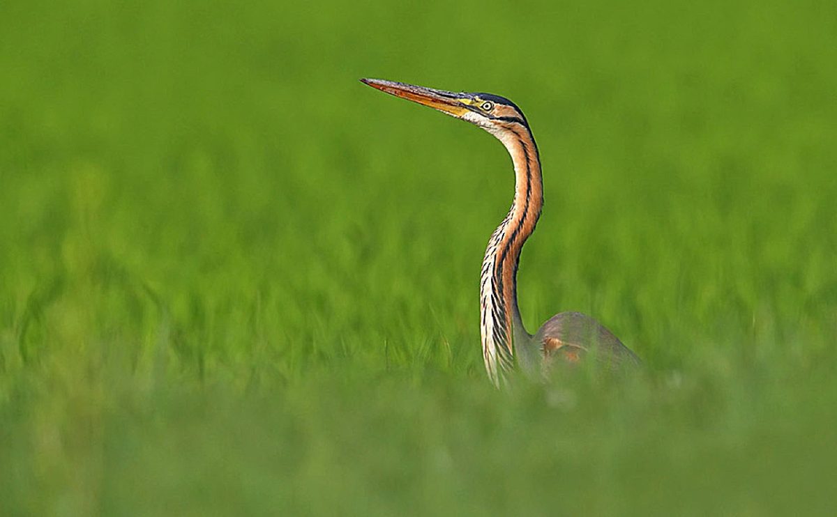 Galleria foto 'Natura 2000 Day: il grande evento LIPU quest’anno sarà online' - foto 9