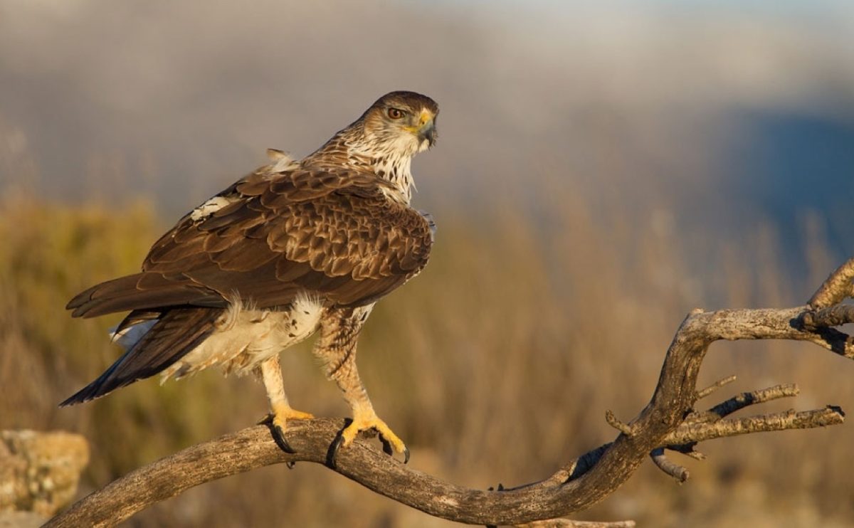 Galleria foto 'Natura 2000 Day: il grande evento LIPU quest’anno sarà online' - foto 8