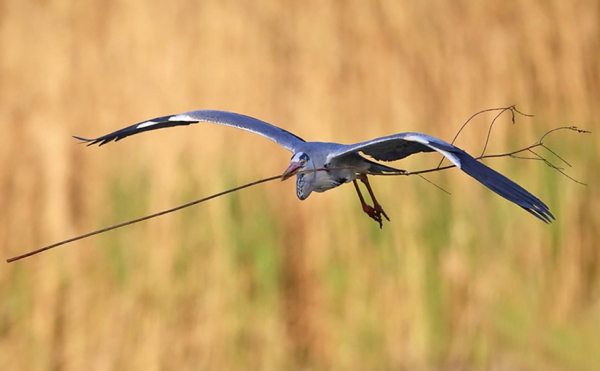 Galleria foto 'Natura 2000 Day: il grande evento LIPU quest’anno sarà online' - foto 7