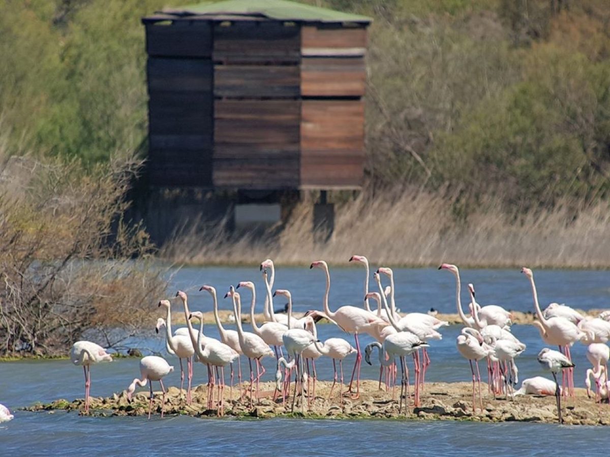 Galleria foto 'Natura 2000 Day: il grande evento LIPU quest’anno sarà online' - foto 6