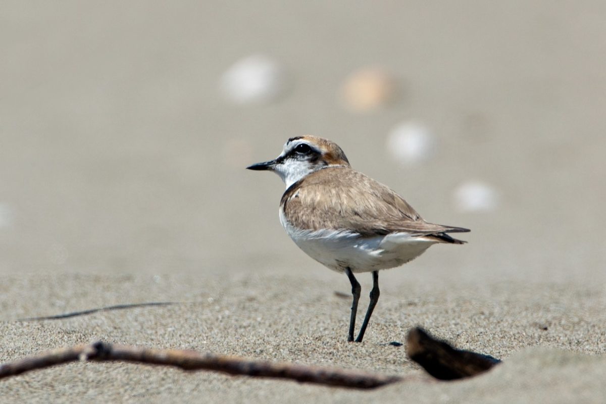 Galleria foto 'Natura 2000 Day: il grande evento LIPU quest’anno sarà online' - foto 5