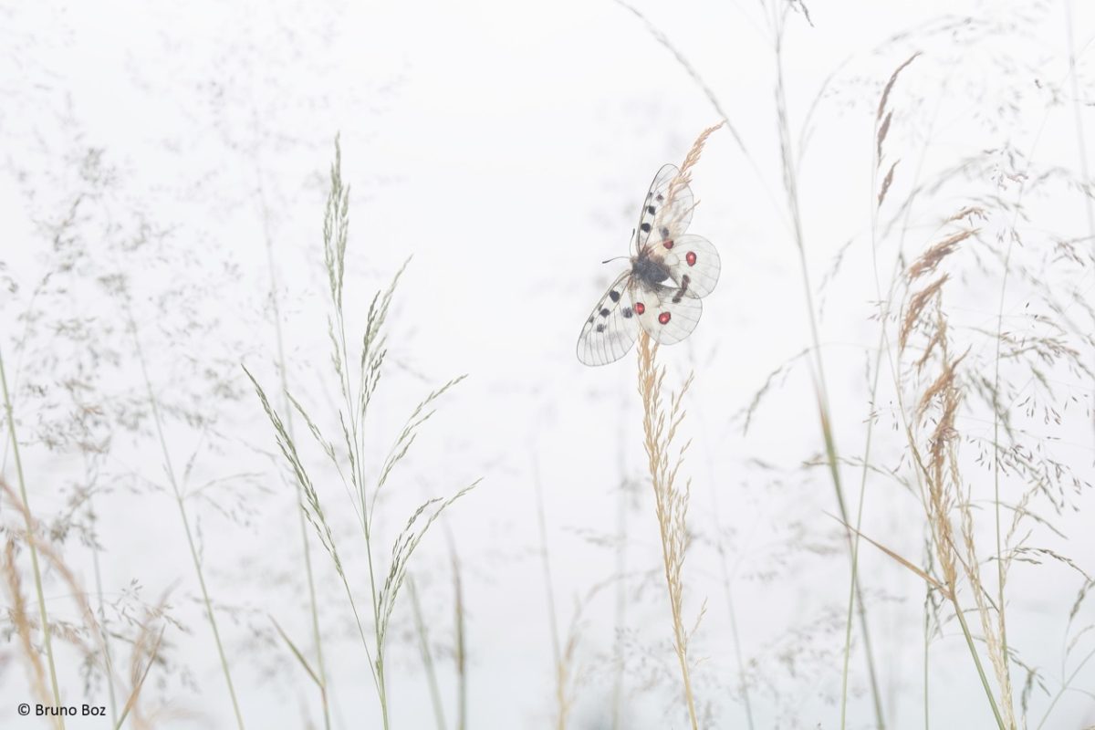 Galleria foto 'Natura 2000 Day: il grande evento LIPU quest’anno sarà online' - foto 4