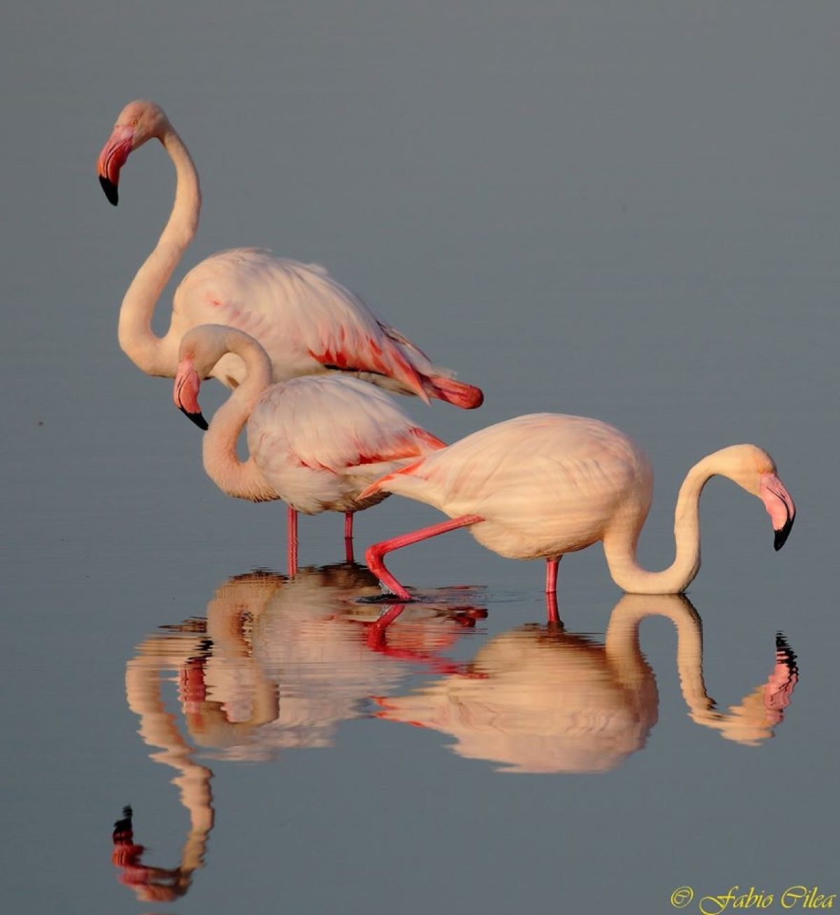 Galleria foto 'Natura 2000 Day: il grande evento LIPU quest’anno sarà online' - foto 3