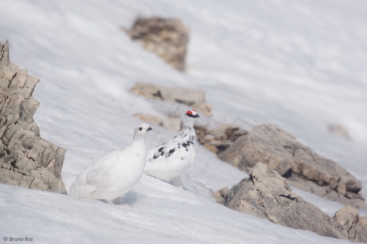 Galleria foto 'Natura 2000 Day: il grande evento LIPU quest’anno sarà online' - foto 11