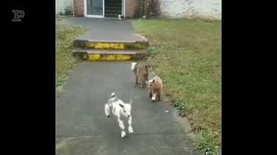 Fase 2? Le caprette fanno una corsetta con gli amici