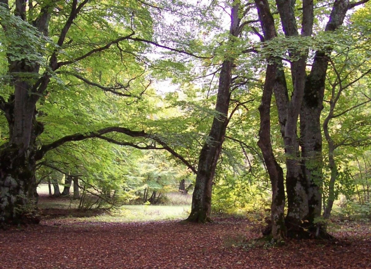 I Luoghi del Cuore FAI